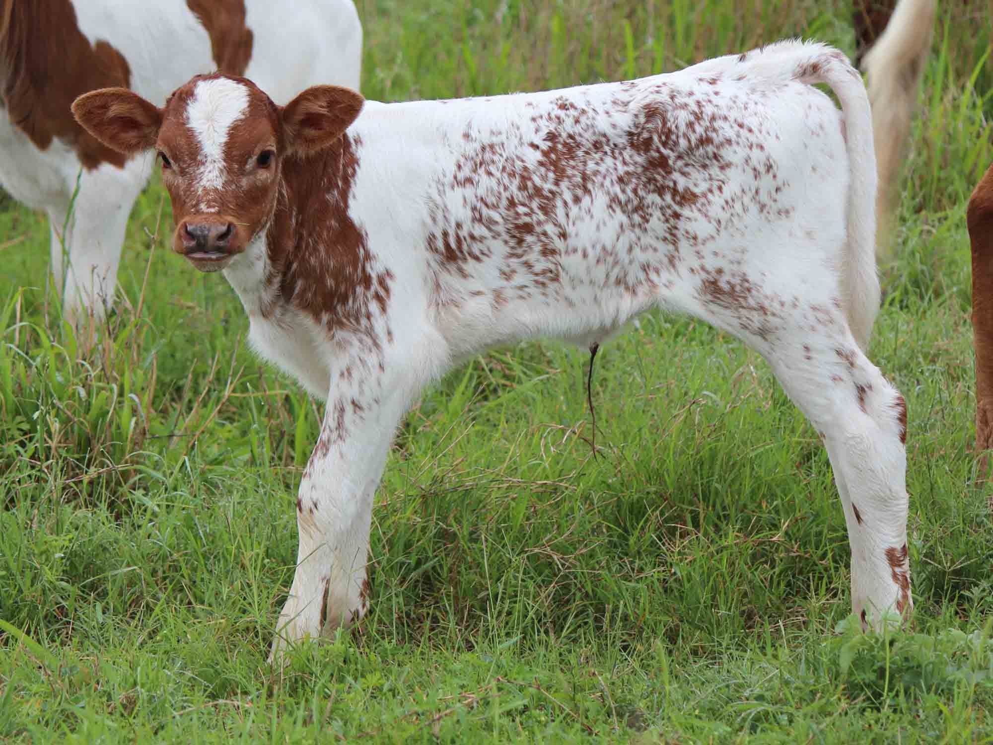 fae wide calf
